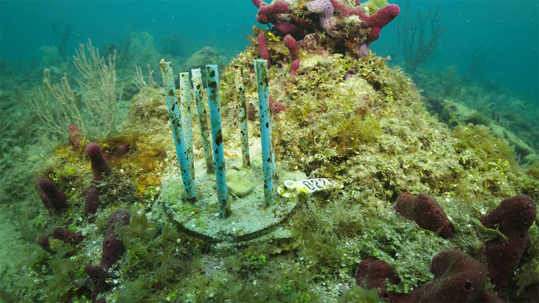 phade Coral Fort helps protect coral reefs